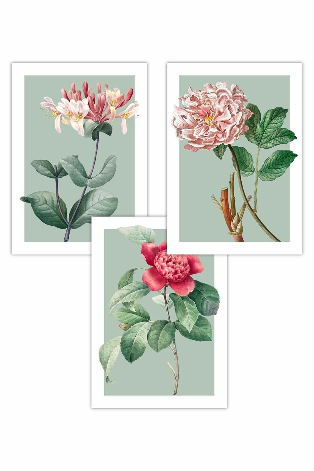 Set of 3 Vintage Flowers Honeysuckle, Peony on Sage Green Art Posters